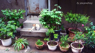 猫咪的拈花惹草