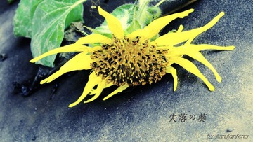 失落の葵