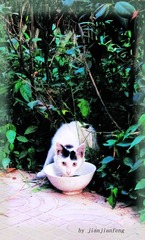 小猫喝水