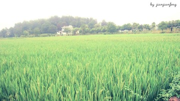 稻田