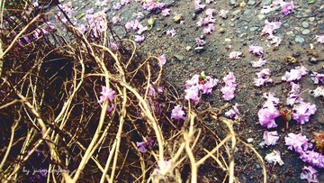 雨后残花