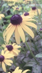 IMG_4414.jpg