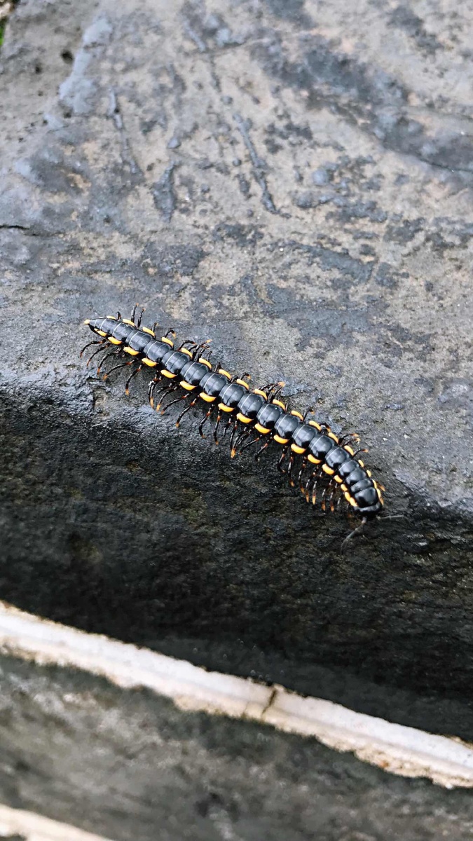 1/112神奇动物在图虫蜈蚣奇特虫子旅行色彩你镜头下的北京#居庸关虫