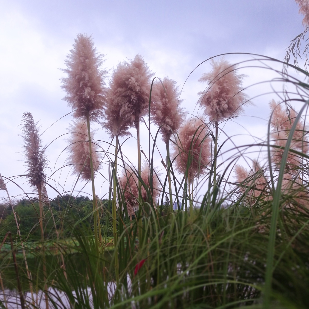 池塘边儿的芦苇?