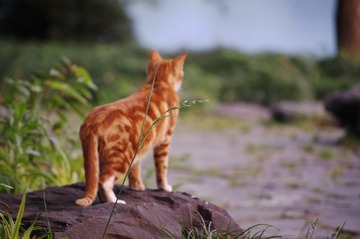 cat
