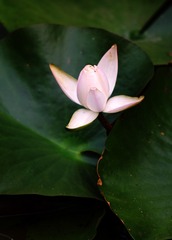 rotus_2_1280