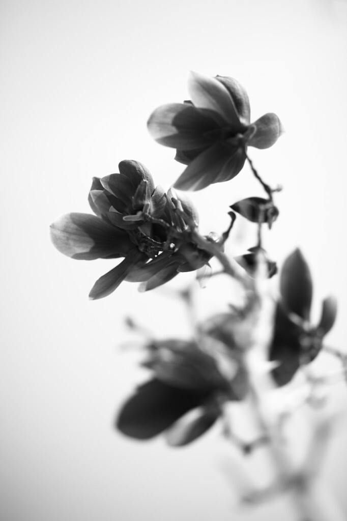 2014.3 <a href="https://tuchong.com/484007/" target="_blank">@清华</a>