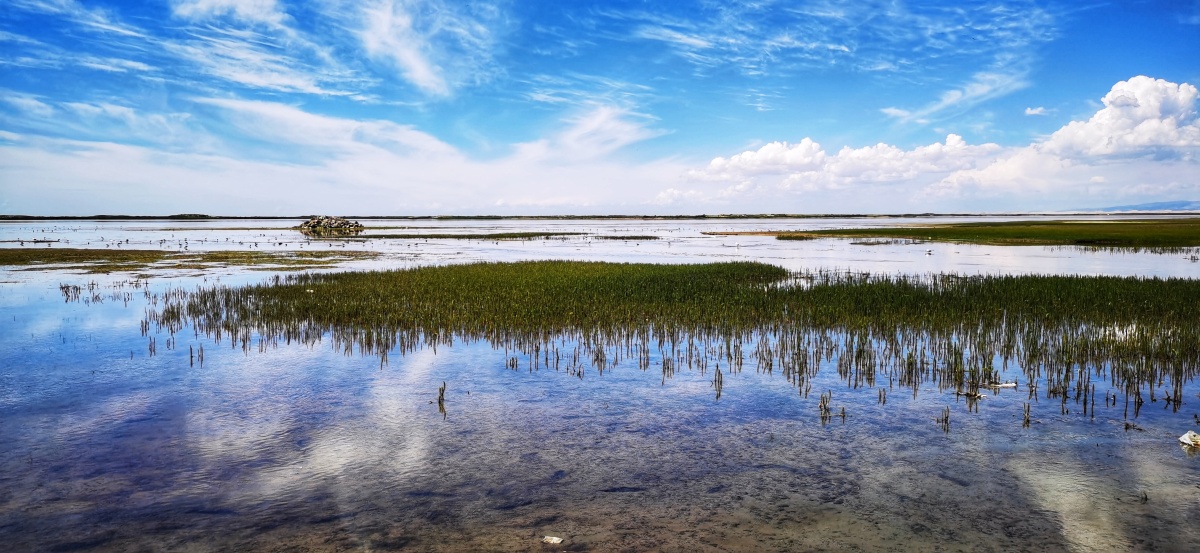 青海湖边湿地公园