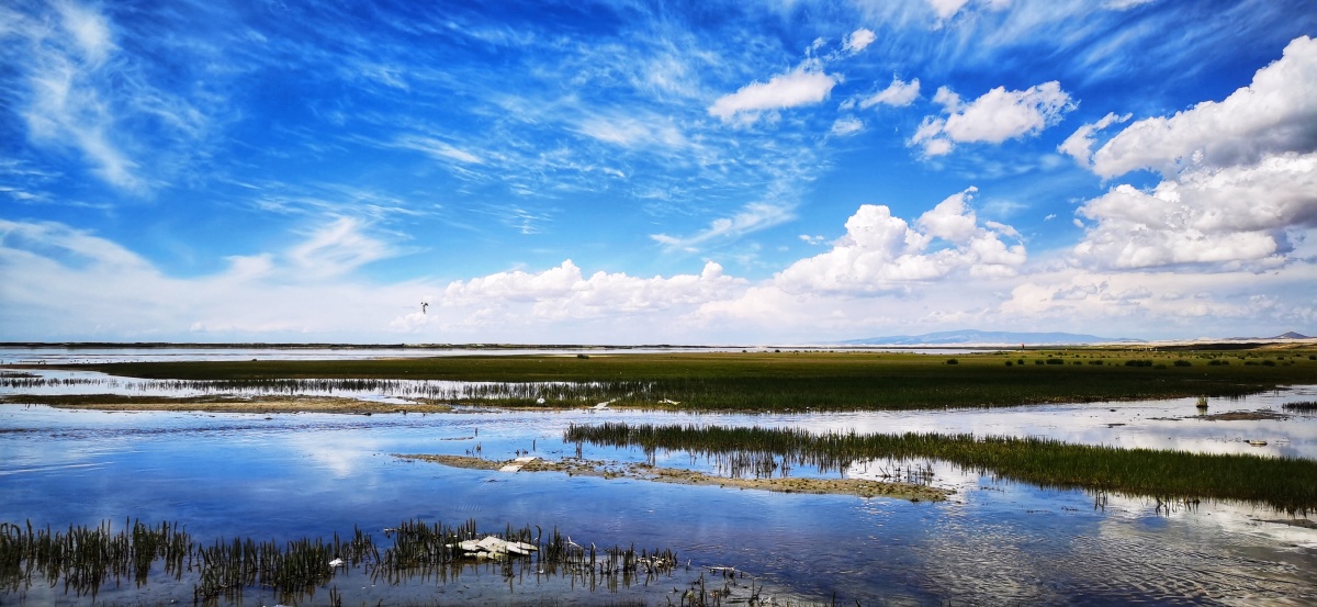 青海湖边湿地公园