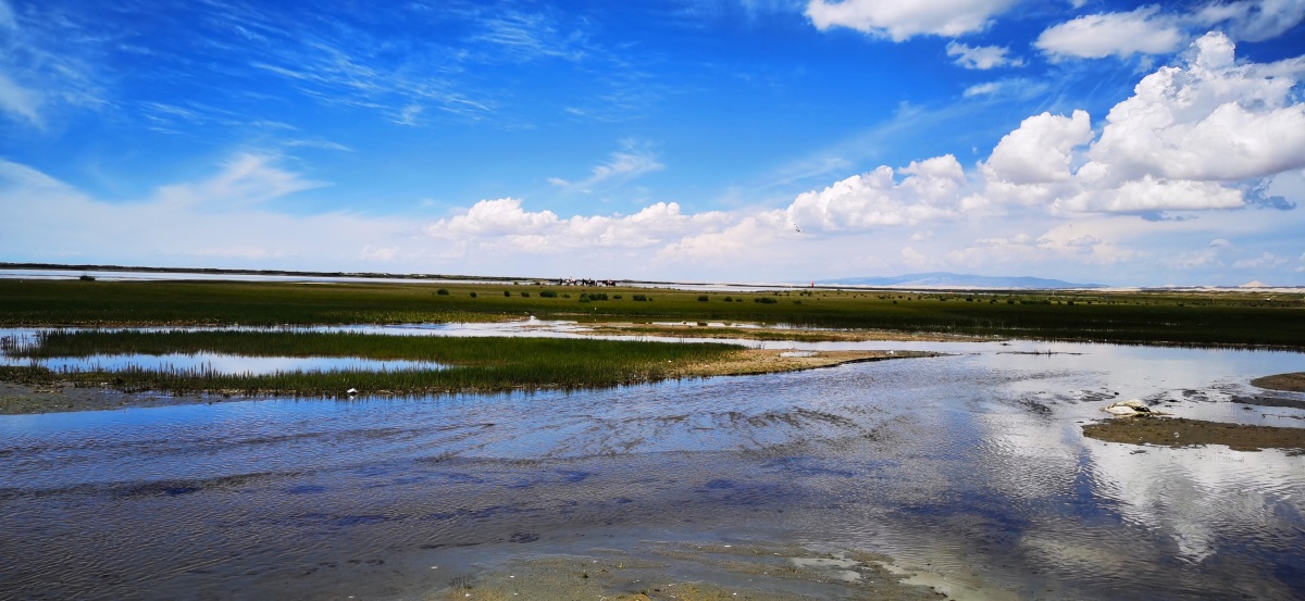 青海湖边湿地公园