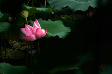 荷6