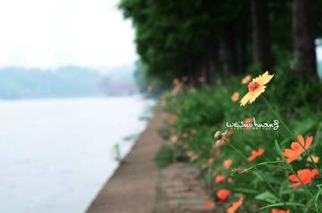 花1