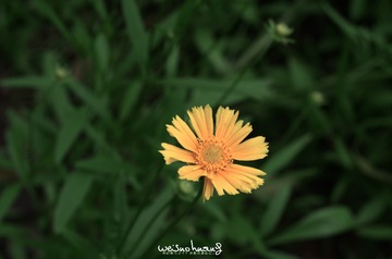 花2