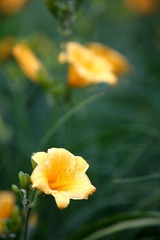 小花