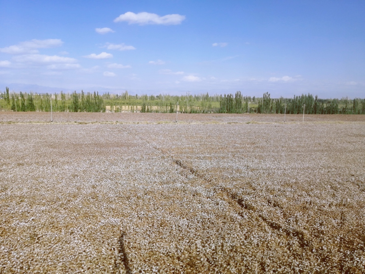 新疆棉花田