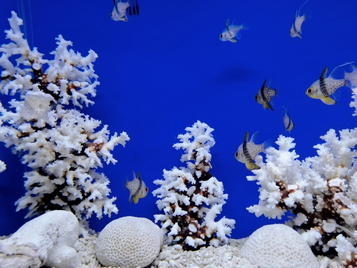 海洋馆 - may时美刻 - 图虫