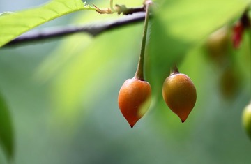 青涩