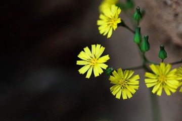  雏菊
