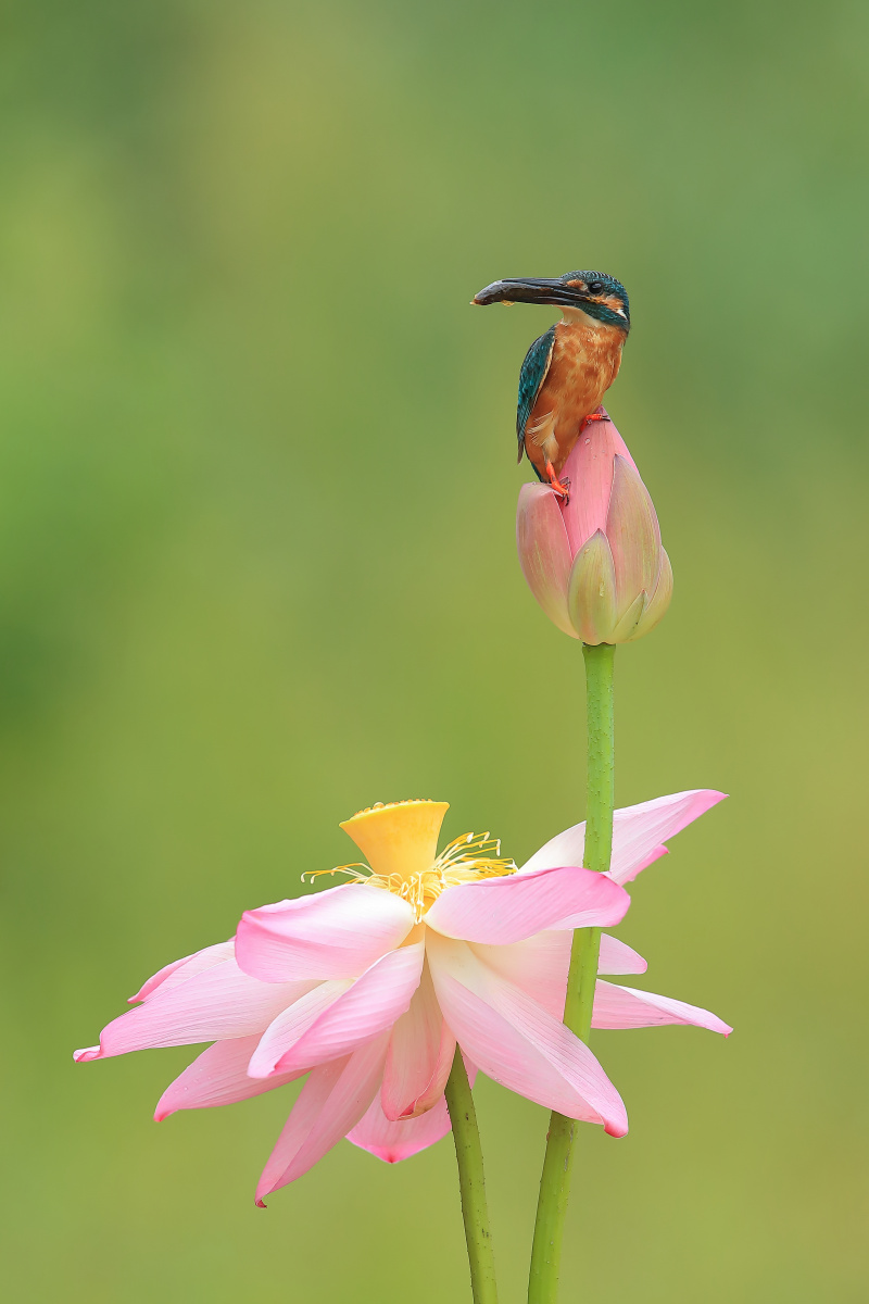 荷花翠鸟