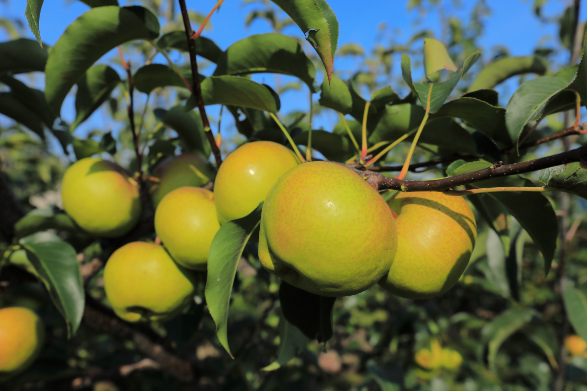 成熟的苹果梨