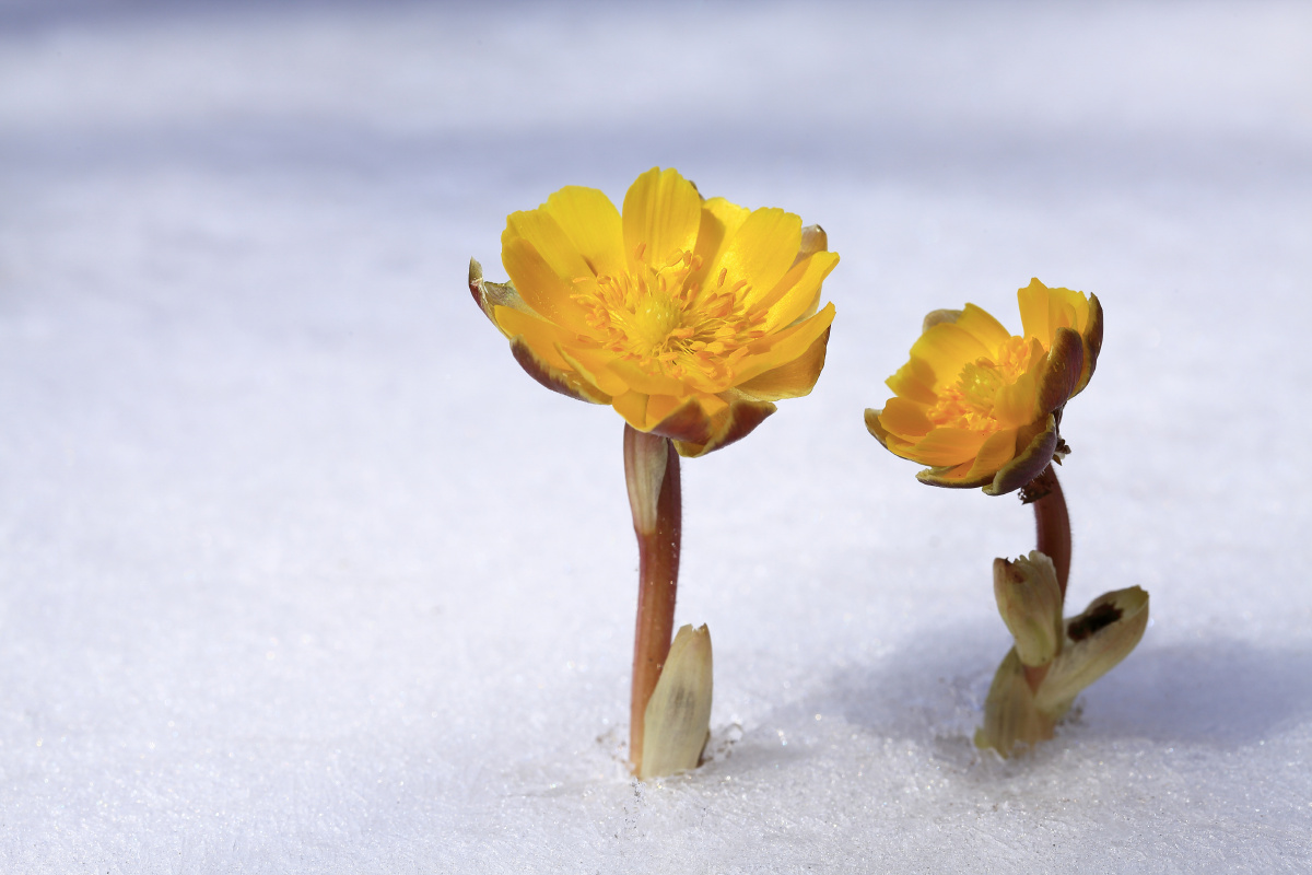 1/131长白山林区花花卉野花#冰花冰凌花雪雪地侧金盏花还没有人打赏
