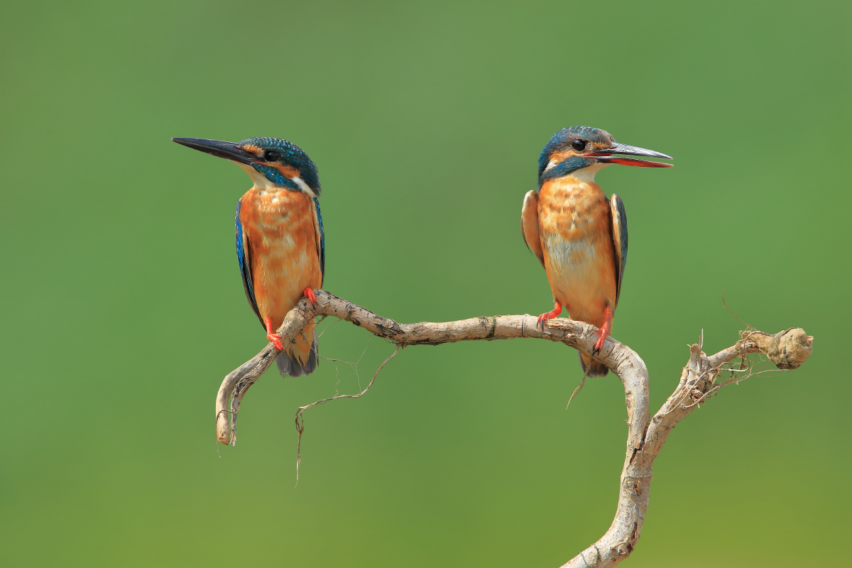 两只站立的翠鸟