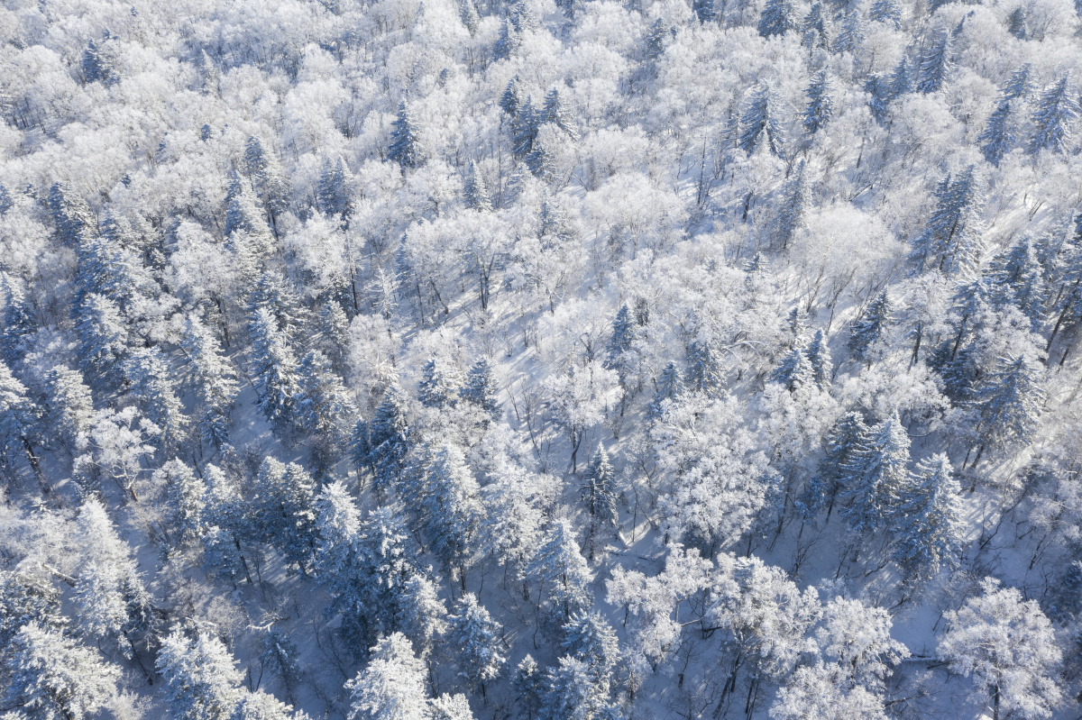 林海雪原航拍雾凇雪凇航拍森林冬季航拍航拍林海雪原森林还没有人打赏