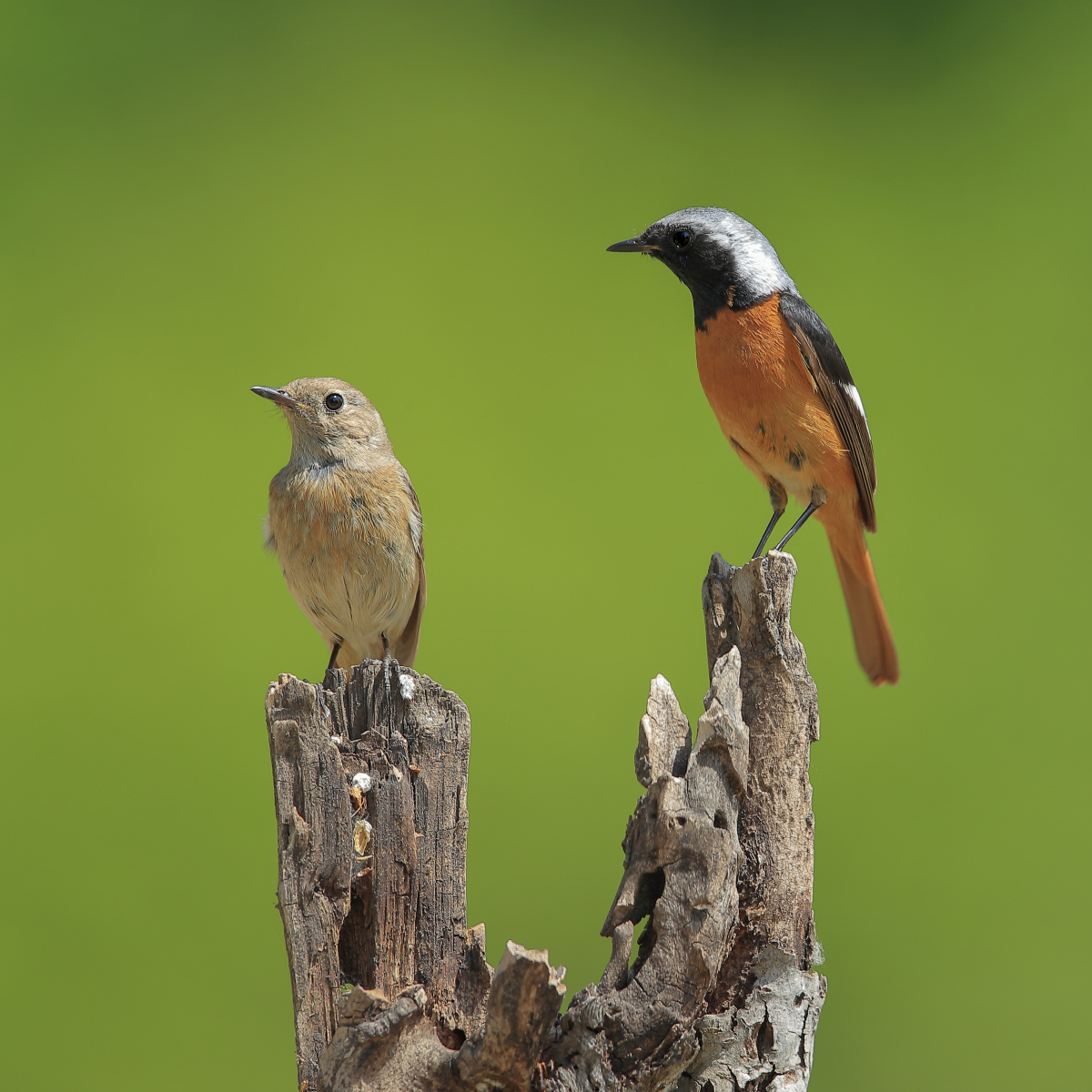 春天林鸟北红尾鸲林中飞舞