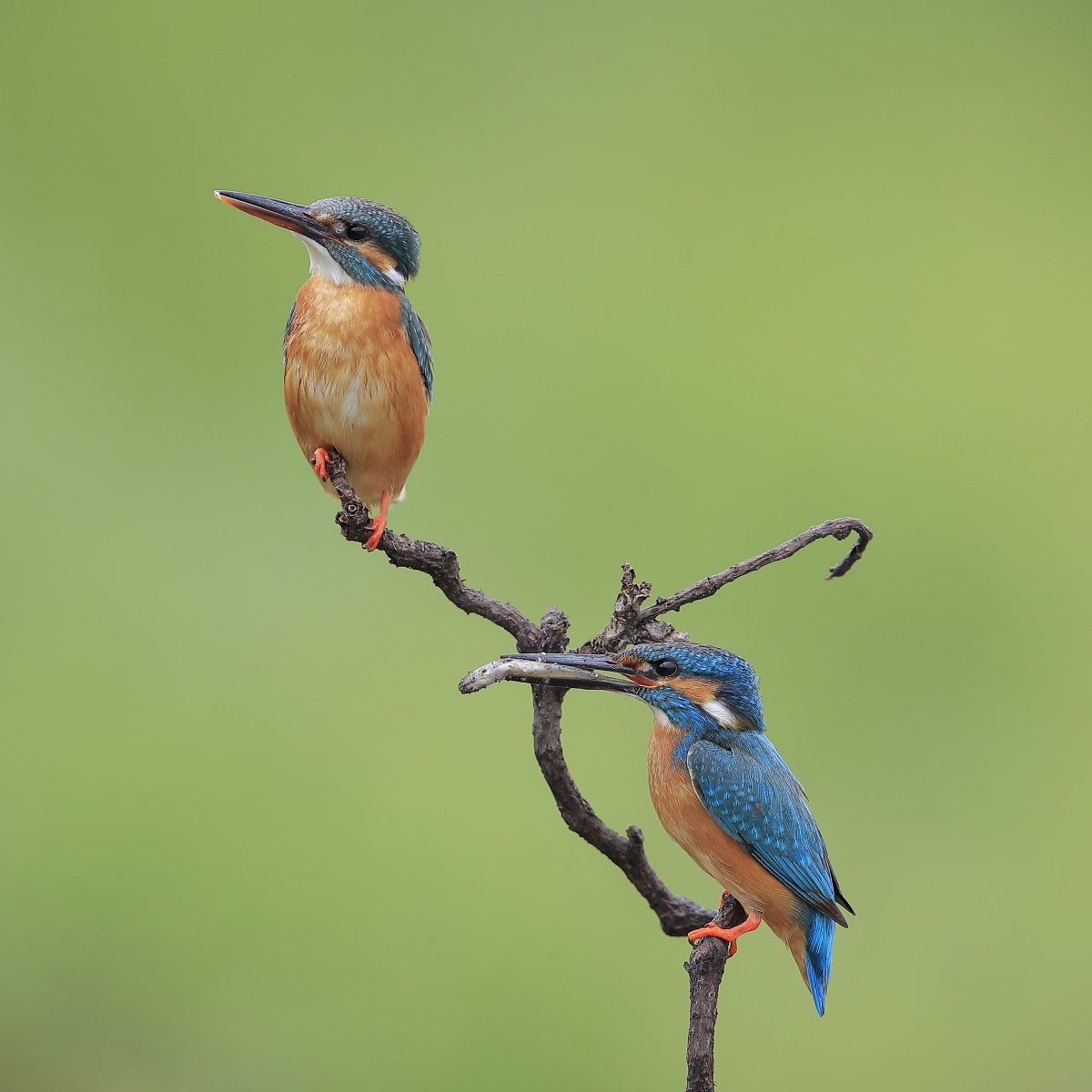 两只翠鸟立枝头