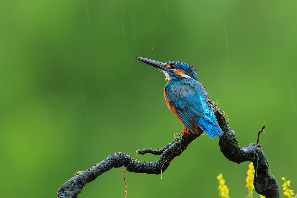 雨中翠鸟