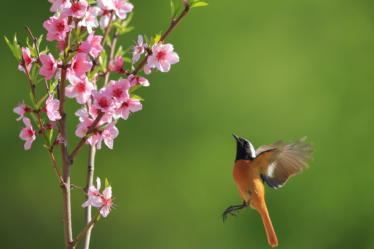 春花飞鸟 - 蓝七星 - 图虫