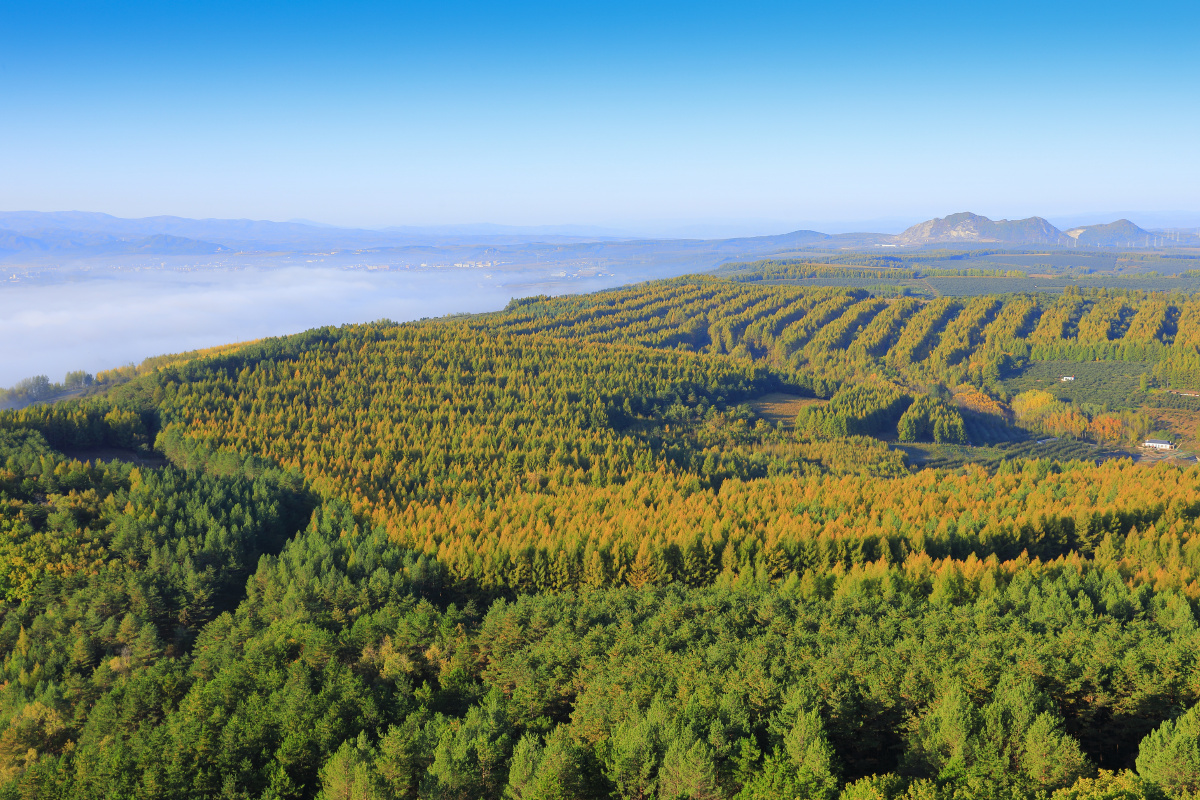 吉林省延边州森林俯拍.