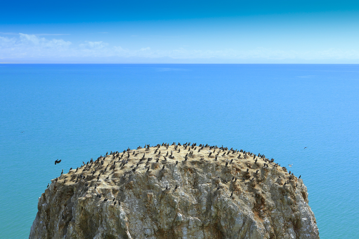 青海湖鸟岛