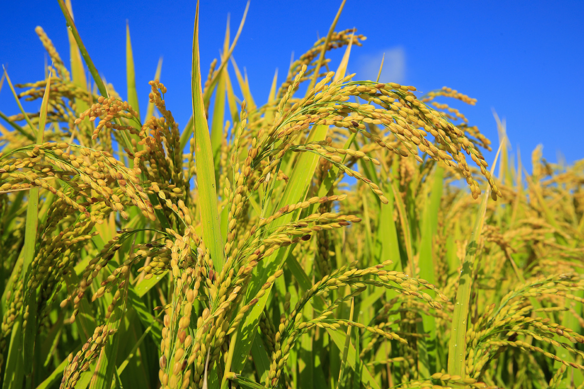 稻穗飘香 - 蓝七星 - 图虫