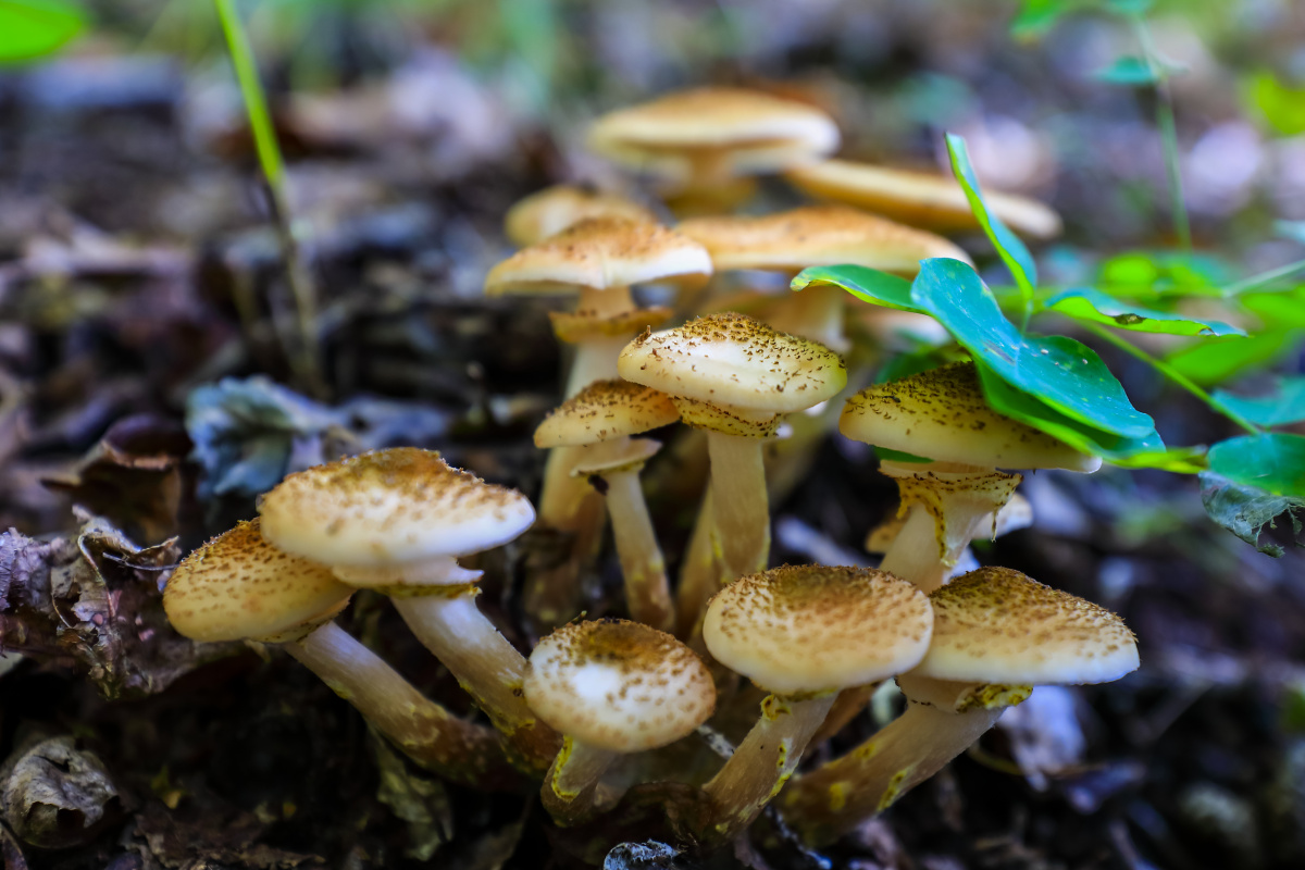 1/124长白山区#野生菌菌类#蘑菇榛蘑食用菌野生蘑菇食物还没有人打赏