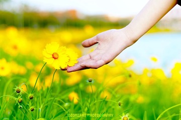 雏菊
