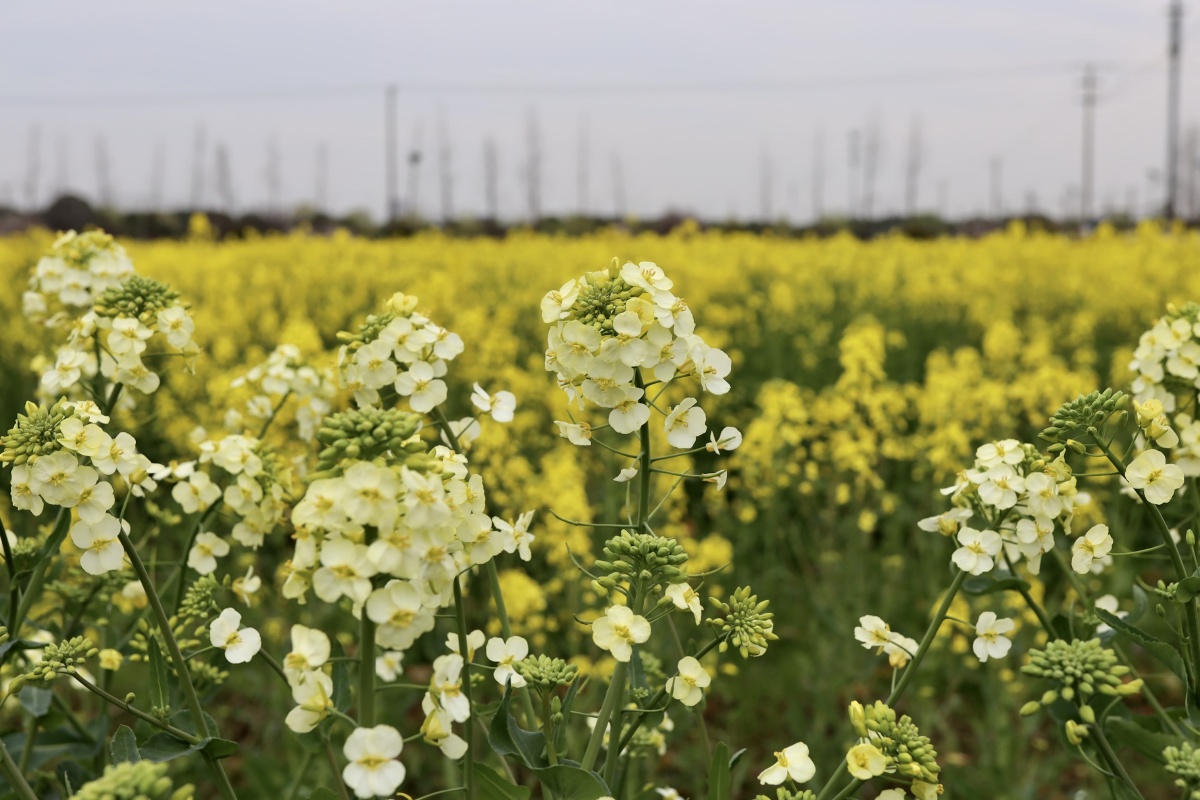 油菜花开苏州望亭稻香小镇有成片的油菜花田蔚为壮观周末可以带孩子一