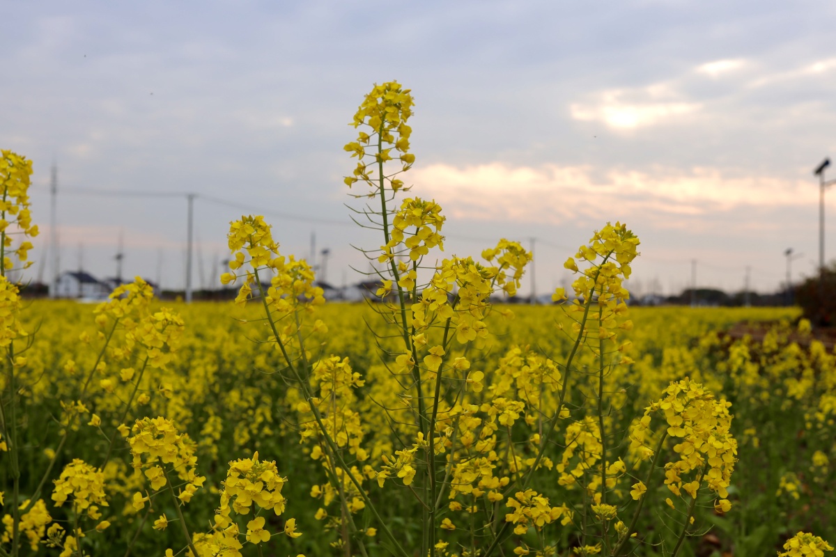 油菜花开苏州望亭稻香小镇有成片的油菜花田蔚为壮观周末可以带孩子一