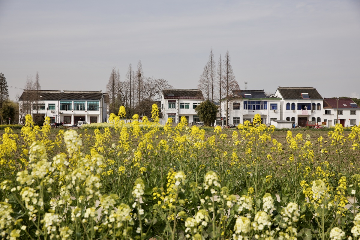 油菜花开苏州望亭稻香小镇有成片的油菜花田蔚为壮观周末可以带孩子一