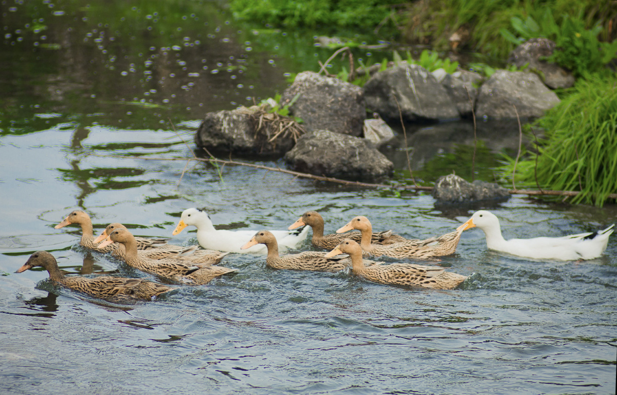 被疫情憋疯了在河边看鸭子也是美的而且还是带流口水的那种