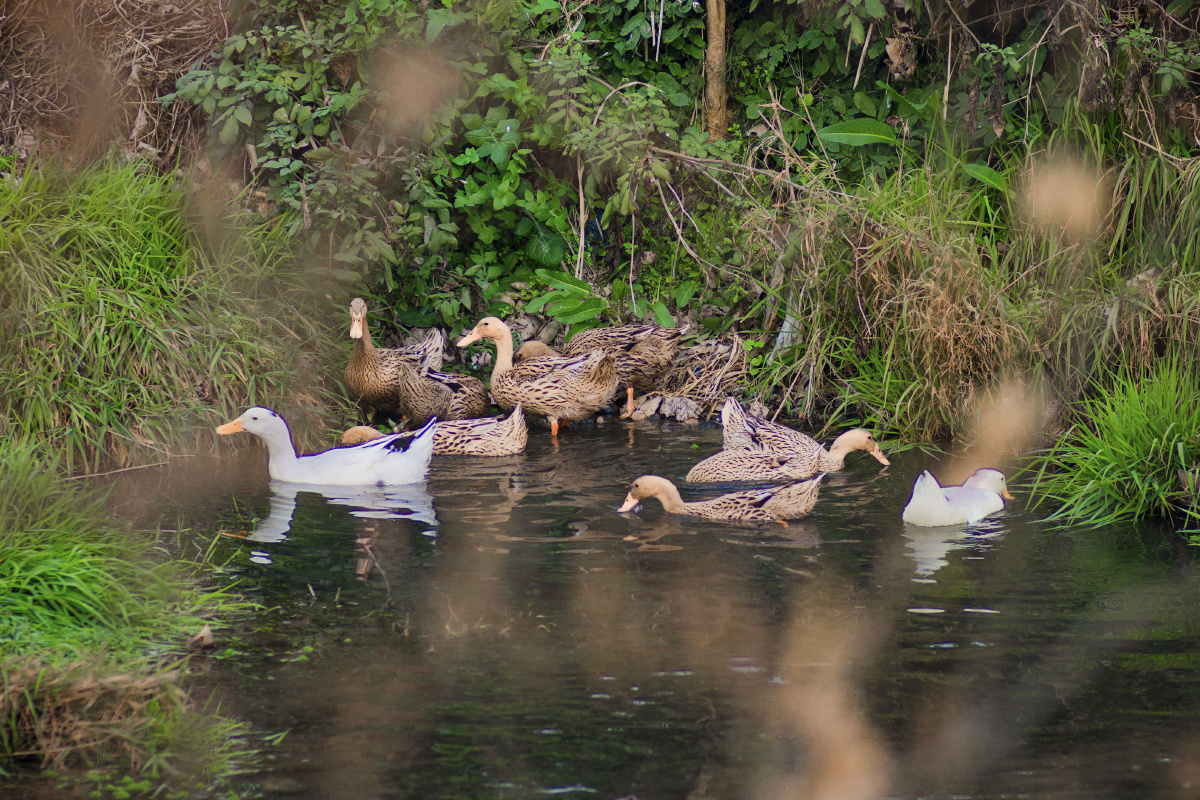 被疫情憋疯了在河边看鸭子也是美的而且还是带流口水的那种