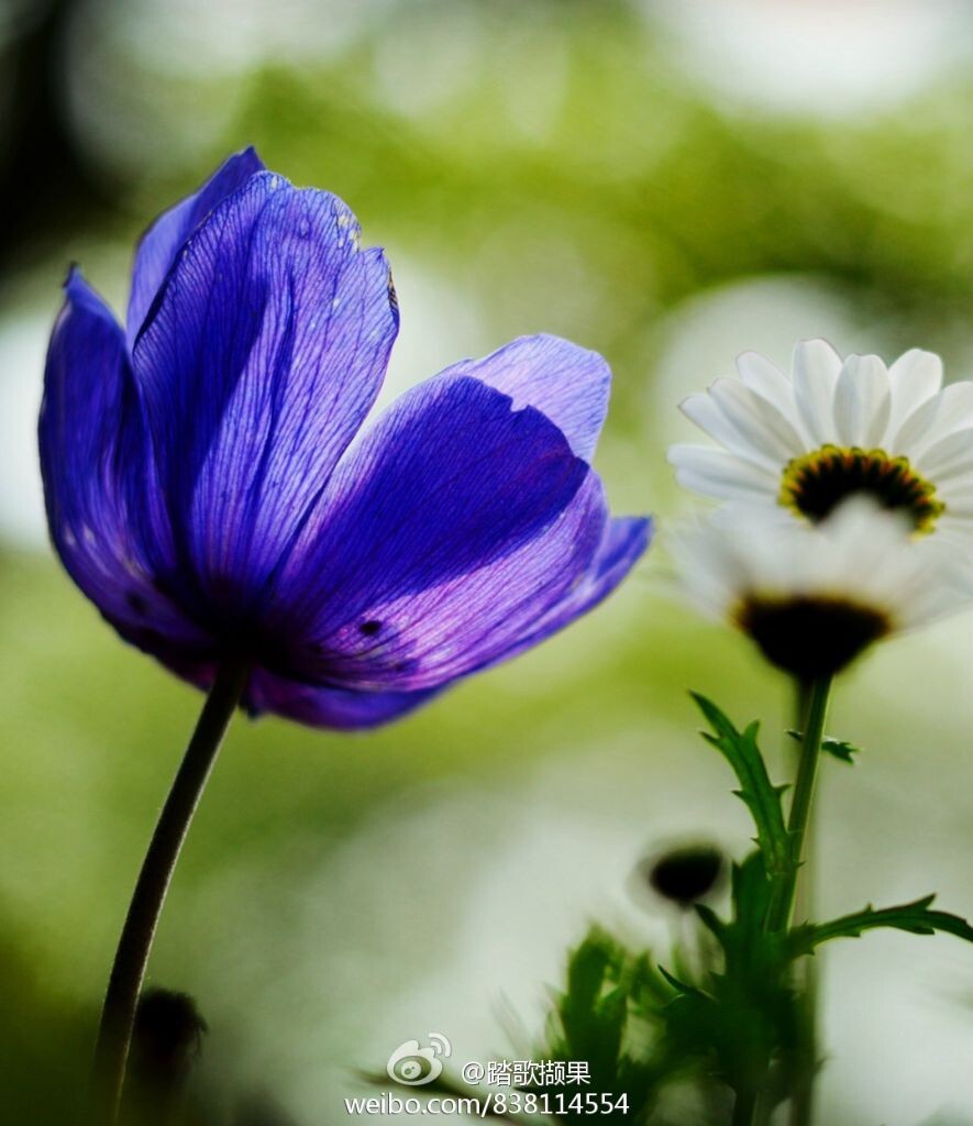 欧洲银莲花——2014春，扬州瘦西湖。