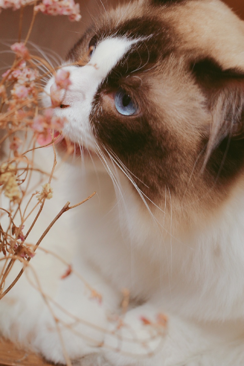 布偶猫