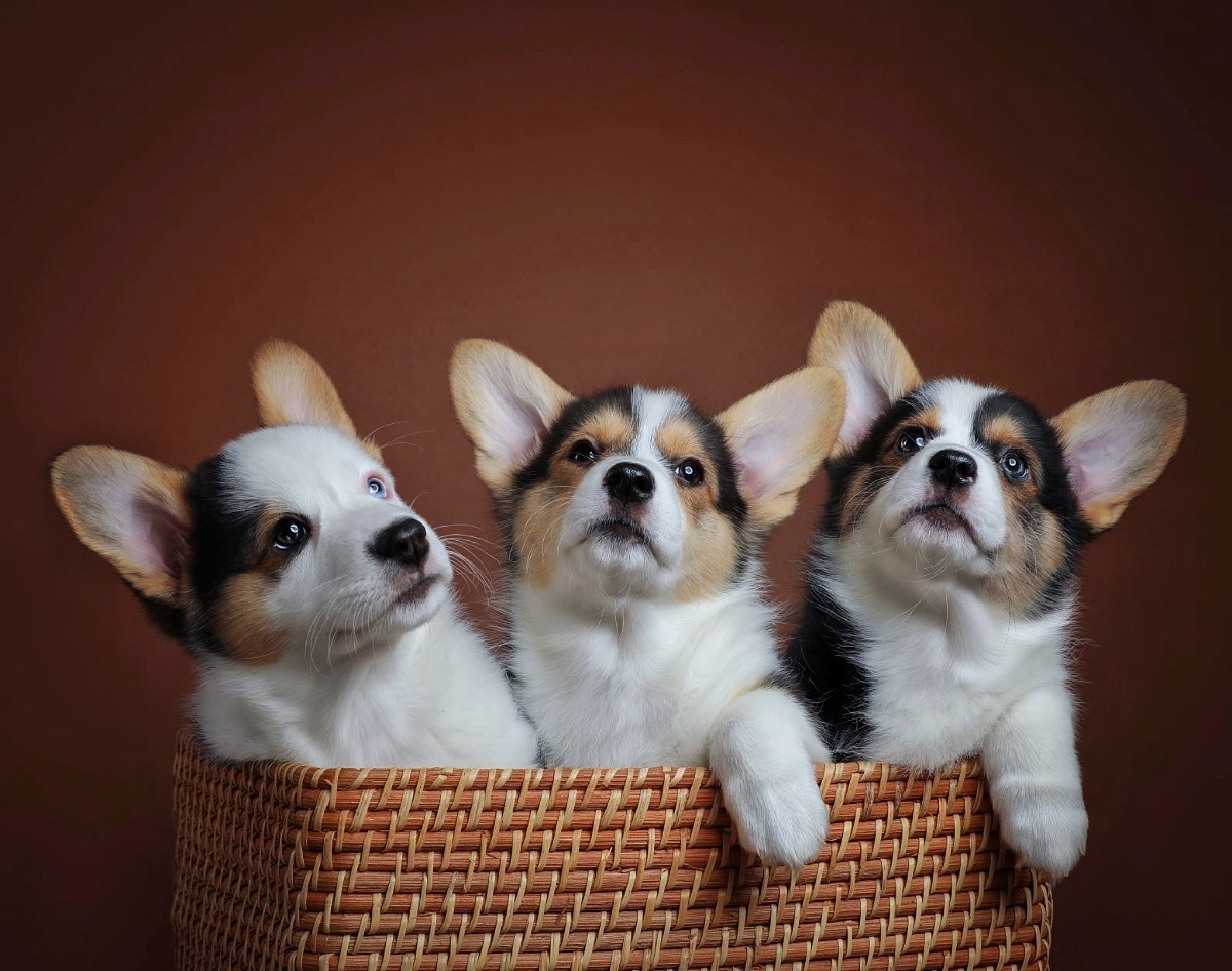 威尔士 柯基犬 狗狗 可爱