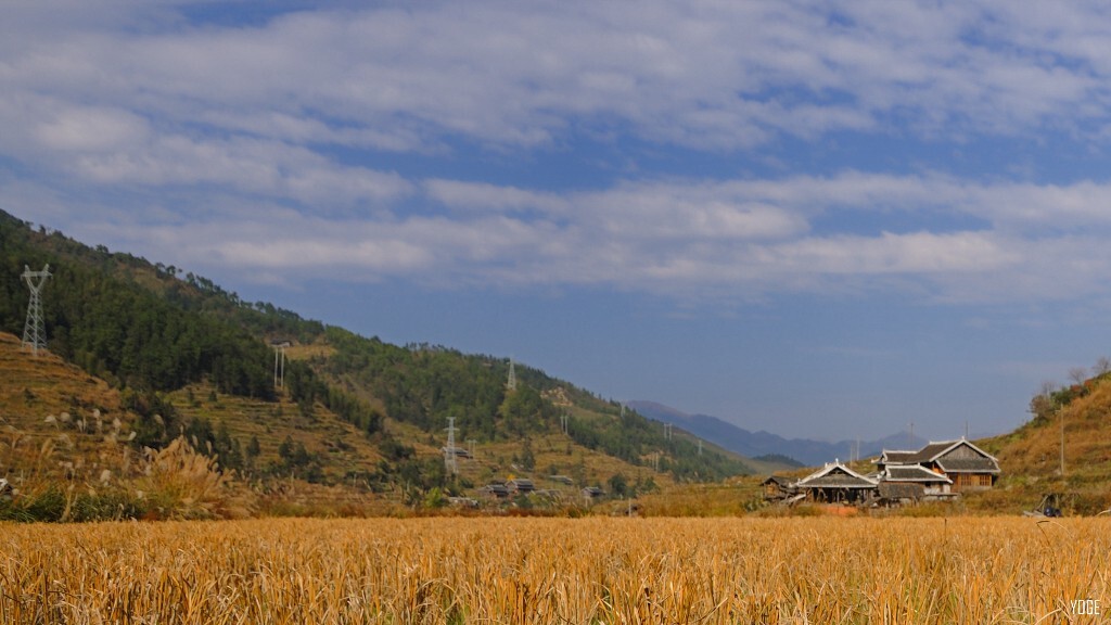 田野