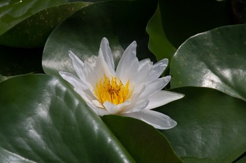 3650