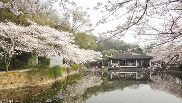 无锡樱花