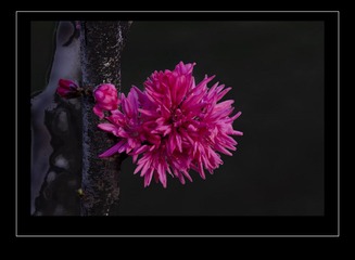 IMG_9958W