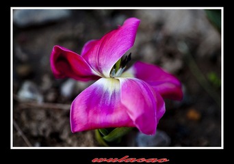 IMG_0006W