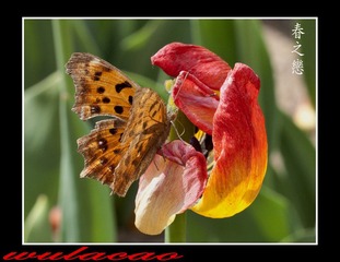 IMG_9687W